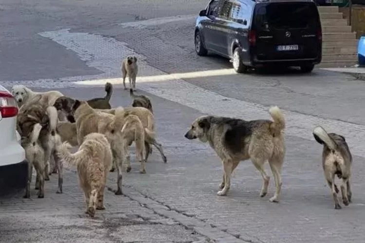 YRP'li belediyeler sokak hayvanları için kolları sıvadı!